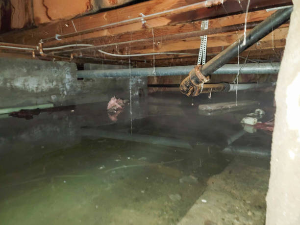 Best Carpet water damage restoration  in Basin, WY